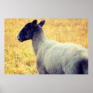 Schapen Poster