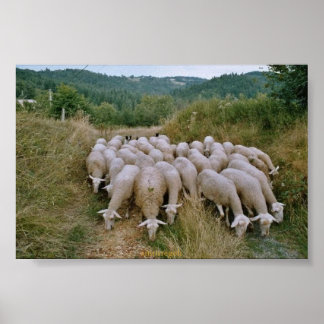 schapen poster