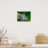 SCHAPEN POSTER (Keuken)