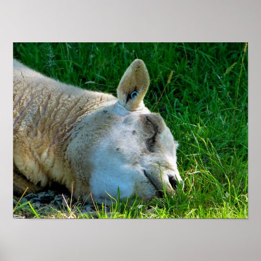 SCHAPEN POSTER (Voorkant)