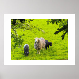 Schapen poster