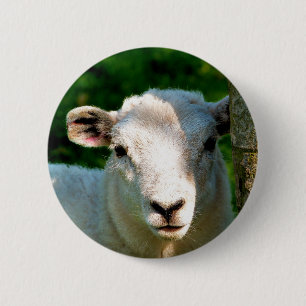 SCHAPEN RONDE BUTTON 5,7 CM