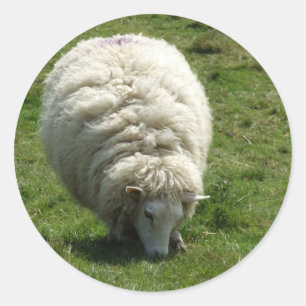 Schapen Ronde Sticker
