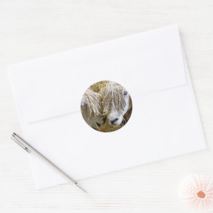 SCHAPEN RONDE STICKER