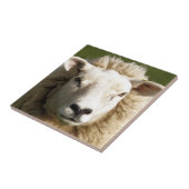 SCHAPEN TEGELTJE (Zijkant)