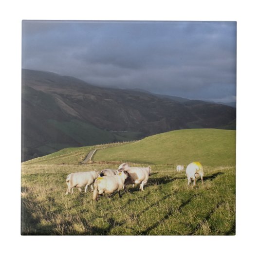 SCHAPEN TEGELTJE (Voorkant)