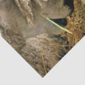 SCHAPEN TISSUEPAPIER (Detail)