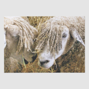 SCHAPEN TISSUEPAPIER