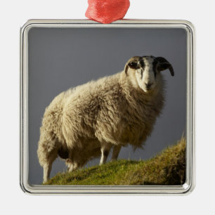Schapen, Trotternish schiereiland, Isle of Skye, Metalen Ornament