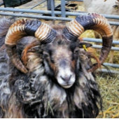 SCHAPEN VIERKANTE KLOK