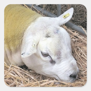 SCHAPEN VIERKANTE STICKER