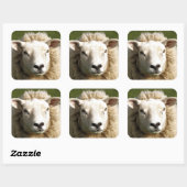 SCHAPEN VIERKANTE STICKER (Vel)