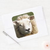 SCHAPEN VIERKANTE STICKER (Envelop)