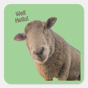 Schapen Vierkante Sticker