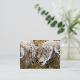 SCHAPEN VISITEKAARTJE