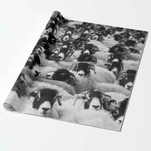 Schapen, zwart en wit cadeaupapier