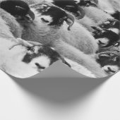 Schapen, zwart en wit cadeaupapier (Hoek)