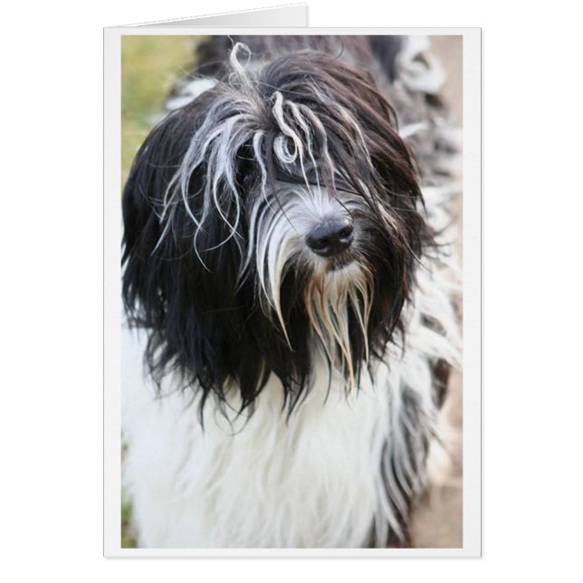 schapendo.png (Voorkant)