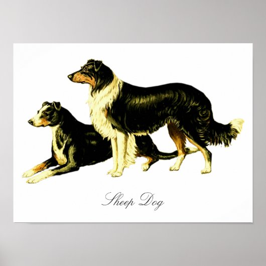  Schapenhond Illustratie Poster (Voorkant)