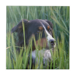 Schapenhond in gras tegeltje