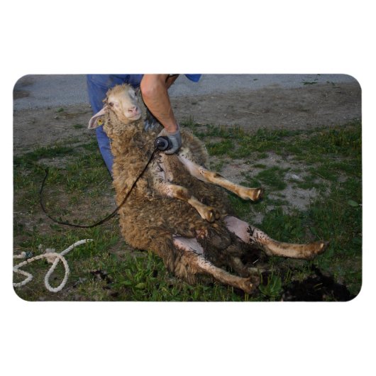 Schapenhoorzitting Magneet (Horizontaal)