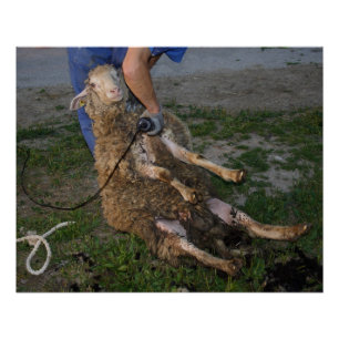 Schapenhoorzitting Perfect Poster