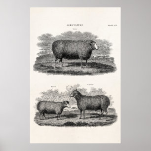 schapenhouderijen: fokooien poster