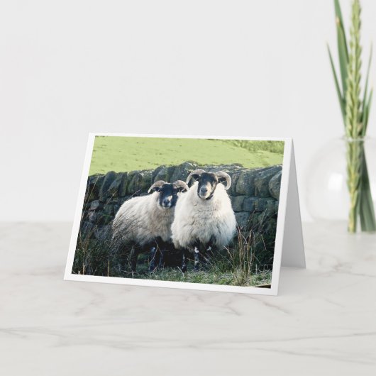 schapenkaart voor Jubileum Kaart (Voorkant)