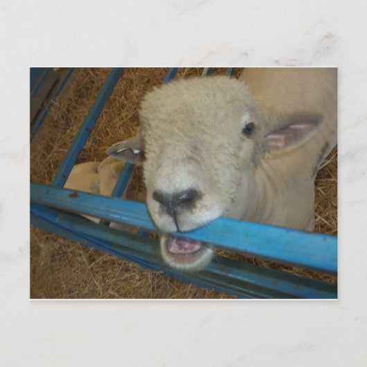 Schapenkaas Briefkaart (Voorkant)