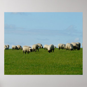 Schapenkudde op een Poster op een heuvel