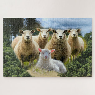 Schapenkudde Schapen Baby Lamb Legpuzzel