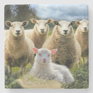 Schapenkudde Schapen Baby Lamb Schapen Boerderij Stenen Onderzetter