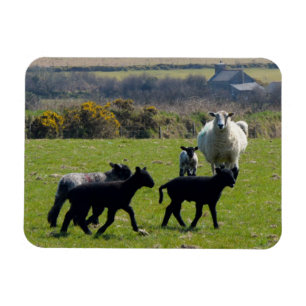 Schapenlammeren Bodmin Moor Cornwall Engeland Magneet