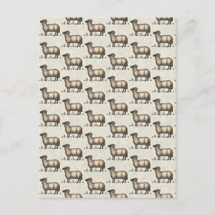 Schapenlammeren Boerderij Dierlijke Vintage Briefkaart