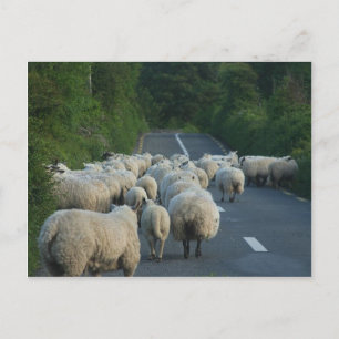 Schapenstallen Briefkaart