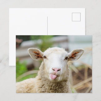 Schapentong show briefkaart