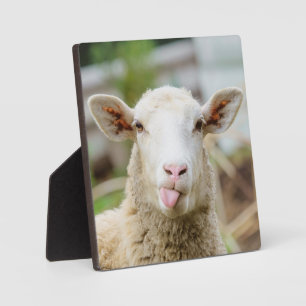 Schapentong show fotoplaat