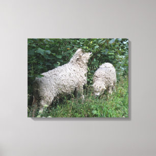 Schapenvormers met schottendoek afdrukken