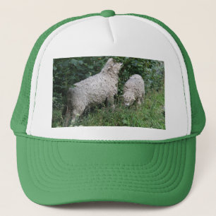 Scharige Schapen Die Bladeren Eten Trucker Pet