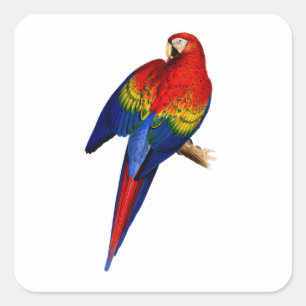 Scharlaken Ara Tropische Kleurrijke Regenboogvogel Vierkante Sticker