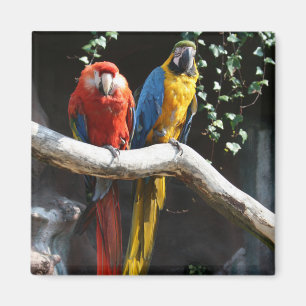 Scharlaken / Blauwe en gouden Macaw Magnet Magneet