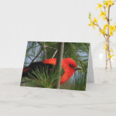 Scharlaken Kaart O'Tanager (Gele Bloem)