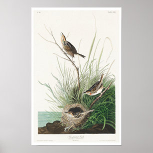 Scharnierende finch van Audubon Poster