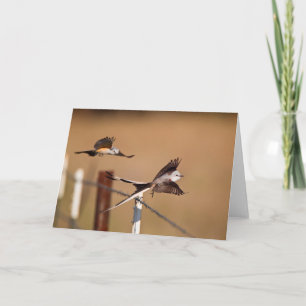 Scharnierende flycatchers (Tyrannus Forficatus) Kaart