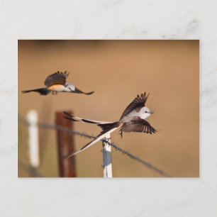 Scharnierende vliegers (Tyrannus Forficatus) Briefkaart