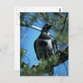 Scharniervluis, mannetje briefkaart (Voorkant / Achterkant)