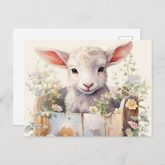 Scharrelende Schaap in een Doos Briefkaart (Voorkant / Achterkant)