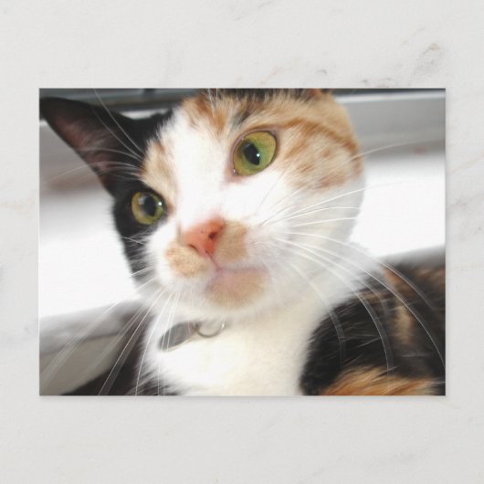 schatje briefkaart (Voorkant)