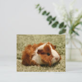 Schattig Baby Briefkaart varkens (Staand voorkant)