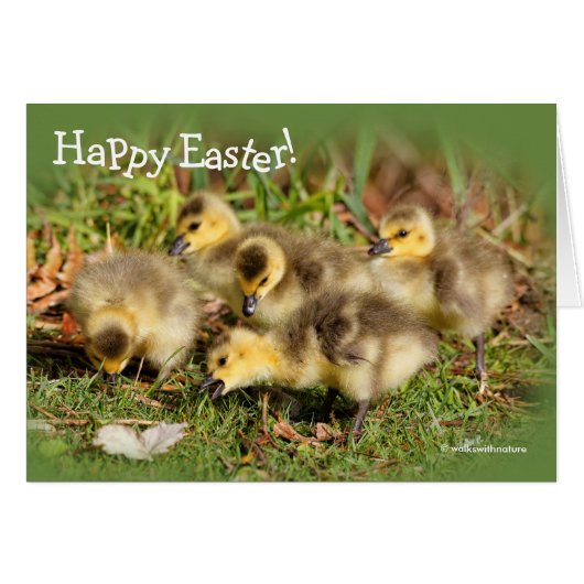 Schattig Baby Canada Gese op de gras (Voorkant Horizontaal)